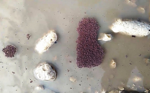 «Мама, это не муравьи!»: пензенцы сообщают о странных существах в воде