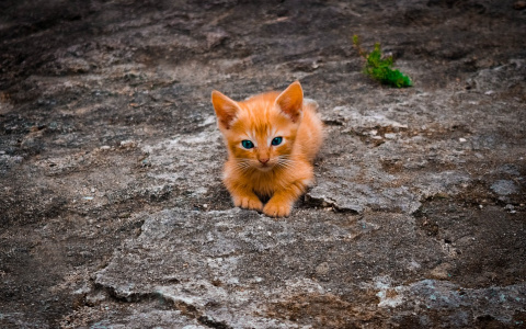 В Пензе подростки жестко издевались на котенком и снимали это на видео