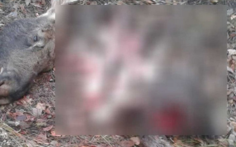 В Пензенской области браконьеры расчленили лосей