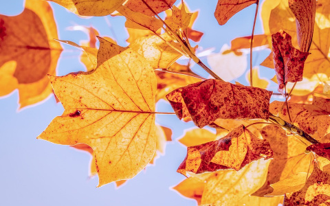 Аномально теплый день: пензенцам рассказали о погоде на завтра