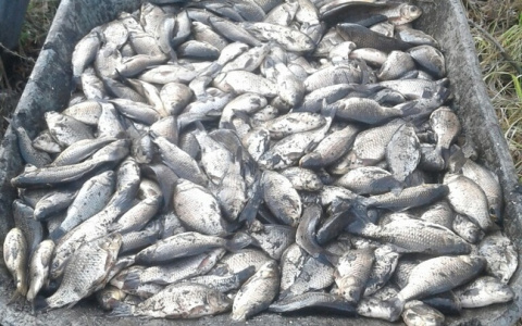 Открывают рот и барахтают хвостиком: в Пензенской области массово гибнет рыба