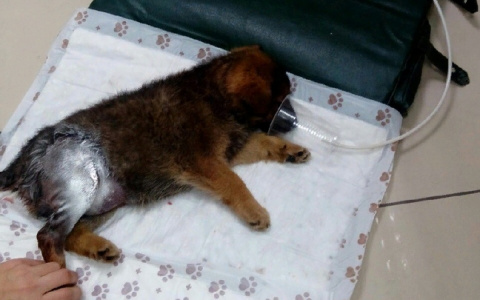 На стройке в Пензе неизвестный жестоко избил двухмесячного щенка