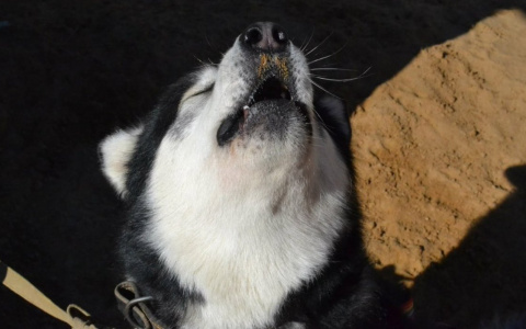 «За день до трагедии там жутко выла собака»: пензенцы о необычном поведении питомца