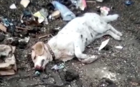 "Рабочие молчат под угрозой увольнения": хозяин пензенского предприятия расстреливает собак - фото