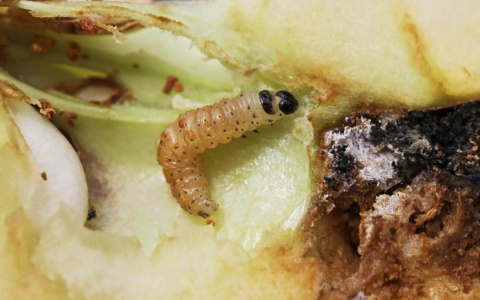 В пензенских продуктах Роспотребнадзор обнаружил микробов и паразитов