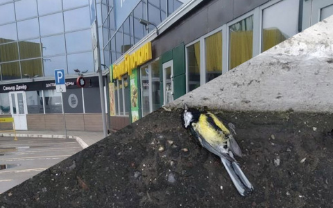 «Пензенский Хичкок»: горожане расследуют массовую гибель птиц