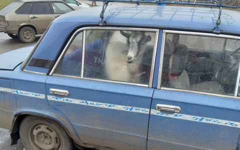 "Иванушка, ты ли это?": пензенцы в Сети шутят над козой в авто