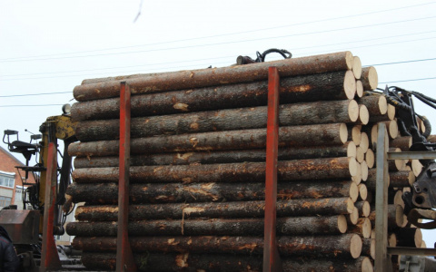В пензенском регионе сельчанин вырубил 23 кубометра леса