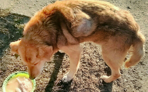 Дом для Рыжика: кузнечане обеспечили жильем пса, страдавшего от бездолья