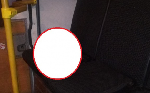 В пензенской области на маршрутке ездит необычный пассажир