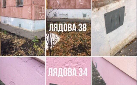 В замурованных подвалах Пензы плачут и погибают кошки