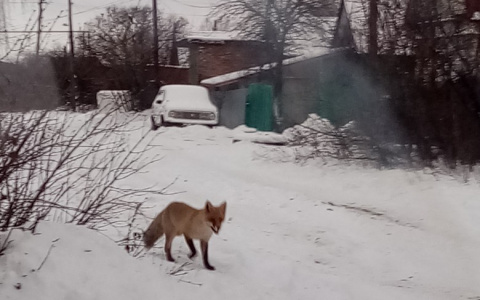 На улицах города Пензенской области бегает лиса - фото