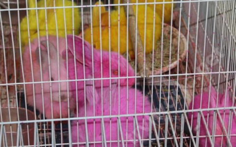 Животных отправляют в утиль - зоозащитница из Пензы прокомментировала отказ от контактных зоопарков