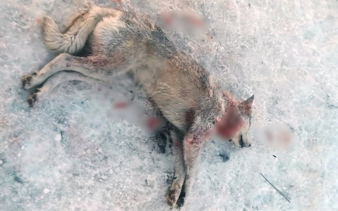 "Убита наша хаски": в Пензе неизвестные хладнокровно расправились с собакой