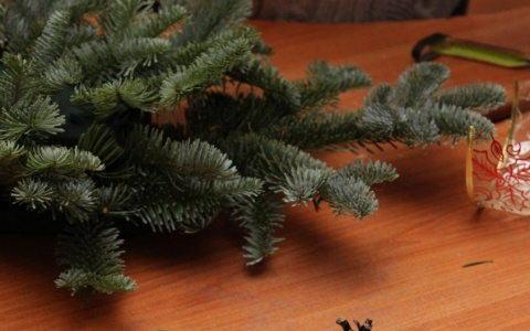 Пензенцам рассказали как выбрать натуральную елку в праздники