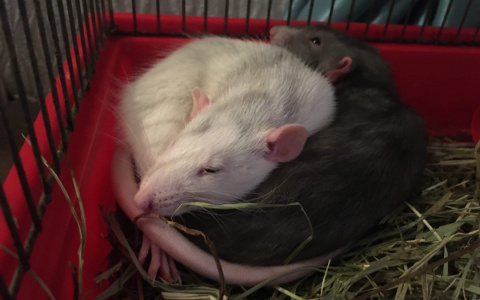 Почем в Пензе символ наступающего года?