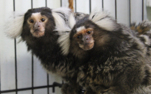 Даже у него есть любовь: в пензенском зоопарке "сошлись" две обезьяны