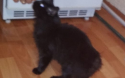 Пензенцам сообщают о живодере, который отрубает кошкам хвосты