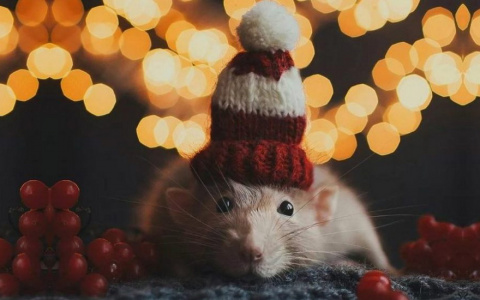 Тест-гороскоп: выберите свой знак зодиака и узнайте, что вас ждет в год Металлической Крысы