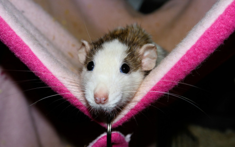 Если эти блюда будут на новогоднем столе пензенца - жди беды от Крысы!