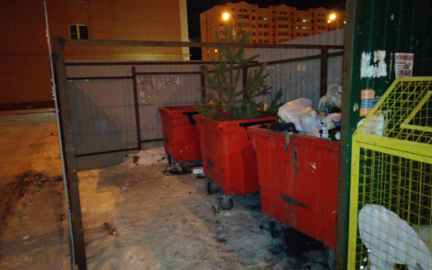 Первая пошла! В Пензе стартовал марафон утилизации елок