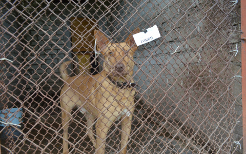 Мы не мусорка животных: приют в Пензе перестал принимать питомцев на лечение