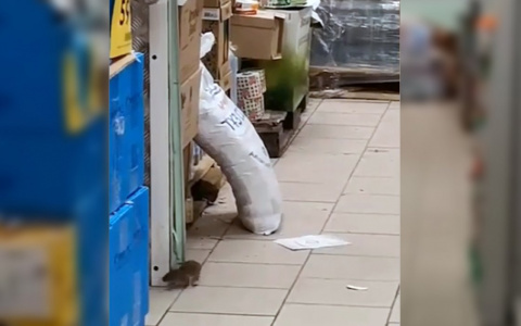 Огромных крыс засняли в продуктовом магазине города – видео