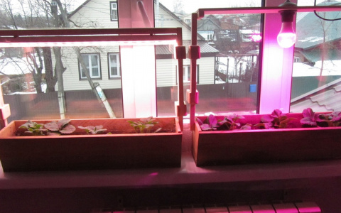 Дача круглый год: пензенцы выращивают в домах китайскую «белоснежку»