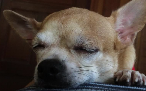 «Умирал у меня на руках»: пензенец сбил маленькую собачку на глазах у хозяйки