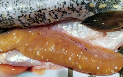 Пензенец остолбенел, когда вскрыл  рыбу из местного водоема