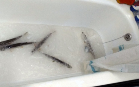 «Караси тебе спасибо передали»: пензенцы отпустили «ванную» щуку на волю – видео