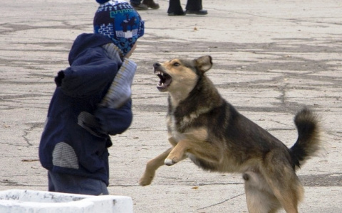 Соцсети: в селе Лунино собака искусала 9-летнего ребенка