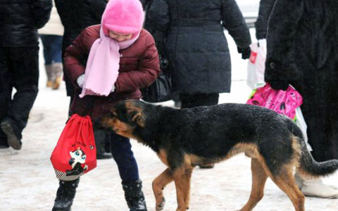 Девятилетняя пензячка в больнице: кто понесет ответственность? – отвечает администрация