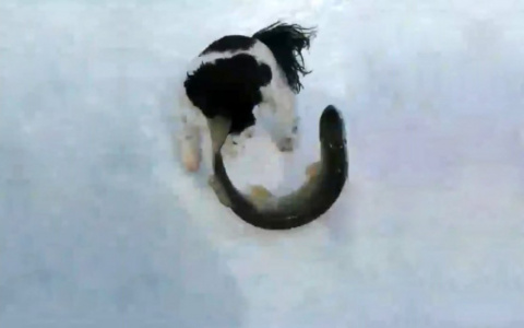 Перехватило дыхание: пензенцев изумила схватка рыбы с собакой – видео