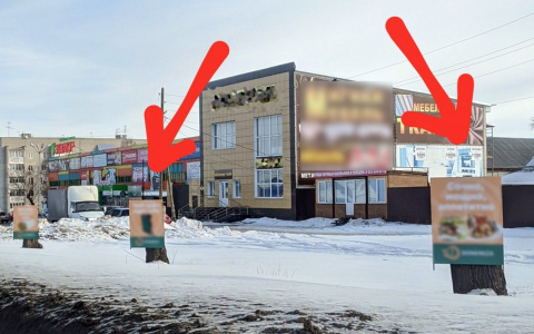 Горожане схватились за сердце: они увидели самое чудовищное «кронирование» деревьев