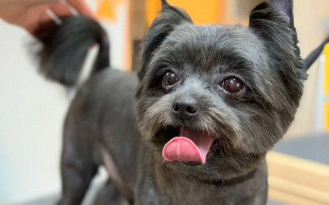 Как правильно ухаживать за питомцами? Советы пензенских ветеринаров