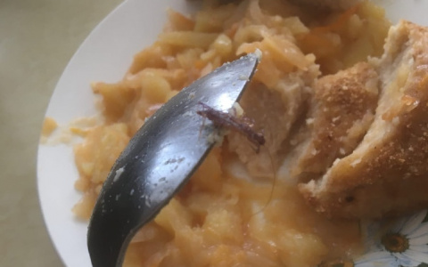 «Живой белок решили добавить»: в пензенском лицее подали обед с тараканом - фото