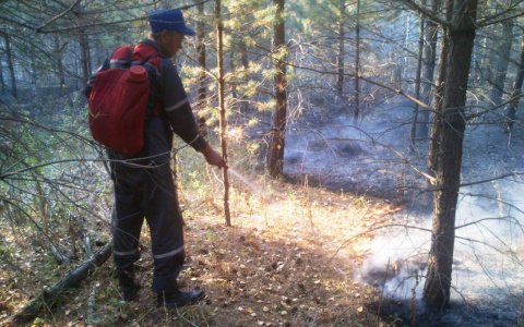 В Пензенской области потушили лесной пожар