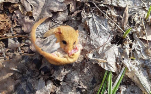 В Мокшанском районе обнаружили редкого зверька