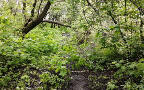 Появились фото с места, где в Пензе убили девочку