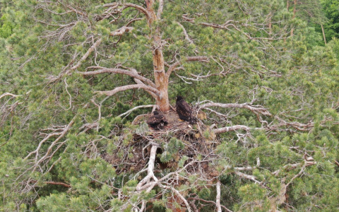 Обнаружено гнездо: у самого крупного хищника в Пензе появилось потомство