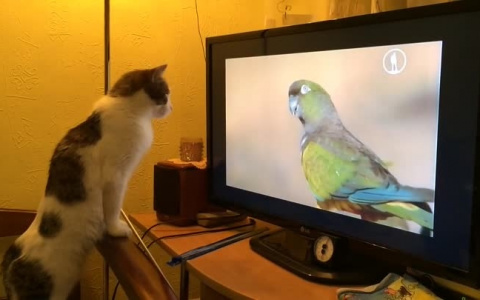 Рейтинг самых интересных сериалов по результатам опроса жителей Пензы в соцсетях