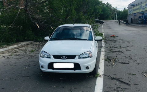 В Пензе упавшее дерево накрыло проезжавший автомобиль
