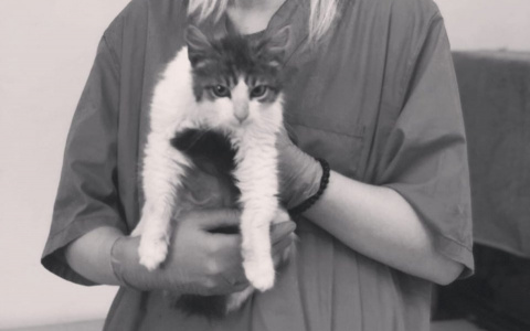 Никого не щадит: в сети рассказали о кошке из Пензы, погибшей от коронавируса