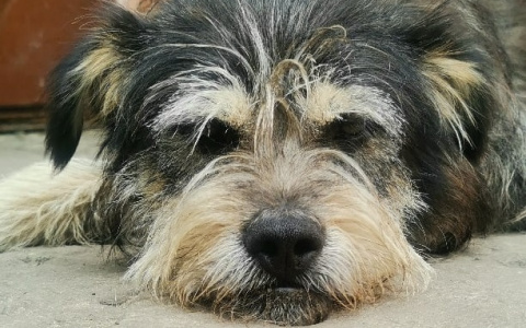 «Живодерня»: Пензенцы грозятся убить или отравить Шурика