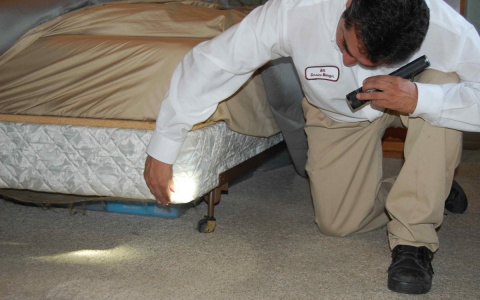 Не оставляйте клопам шансов: 5 ошибок, которые не дают избавиться от кровососов