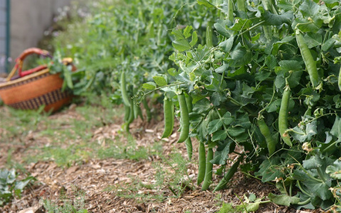 Растет на грядке: онкологи назвали продукт, который спасет от рака