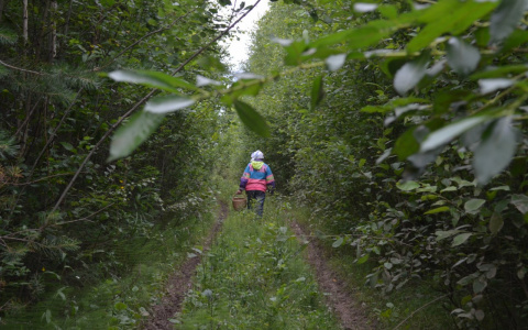 Шла в грозу по ночному лесу: пензенские полицейские нашли пропавшую женщину