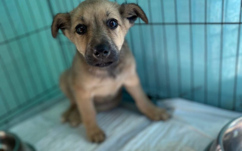 Волонтеры Пензы показали трогательное видео, как сбитый машиной щенок дает лапку