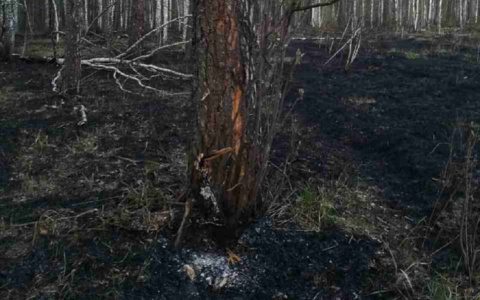 Гроза подожгла лес в Городищенском районе